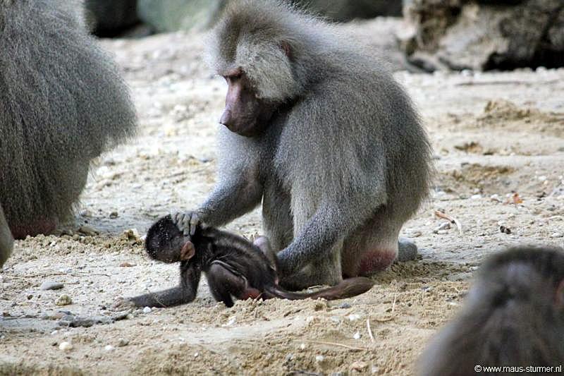 2010-08-24 (653) Aanranding en mishandeling gebeurd ook in de apenwereld.jpg